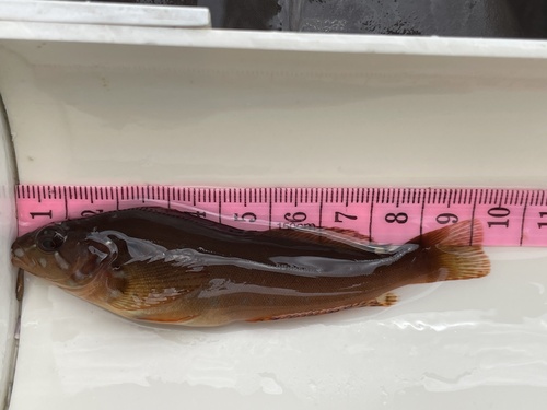 Kelp Greenling