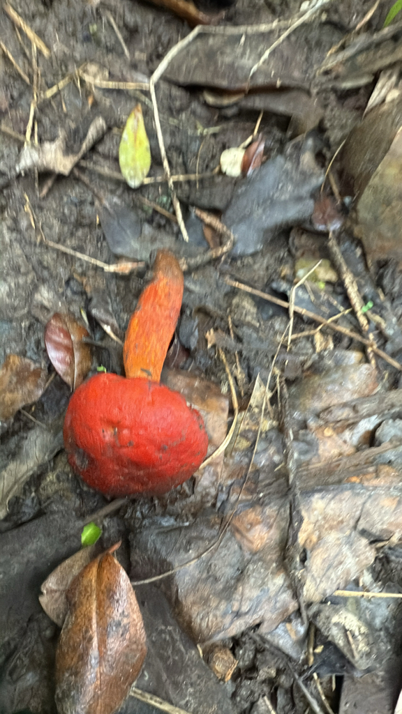 Leratiomyces erythrocephalus · June 2025 · photo: © pluckytree (iNaturalist, cc-by)
