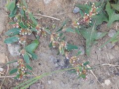 Polygonum
