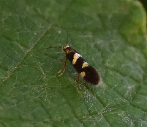 Antispila isabella photo 4