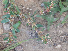 Polygonum