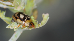 Peltoschema hamadryas