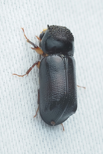 Xylothrips religiosus observed 2025-06-26