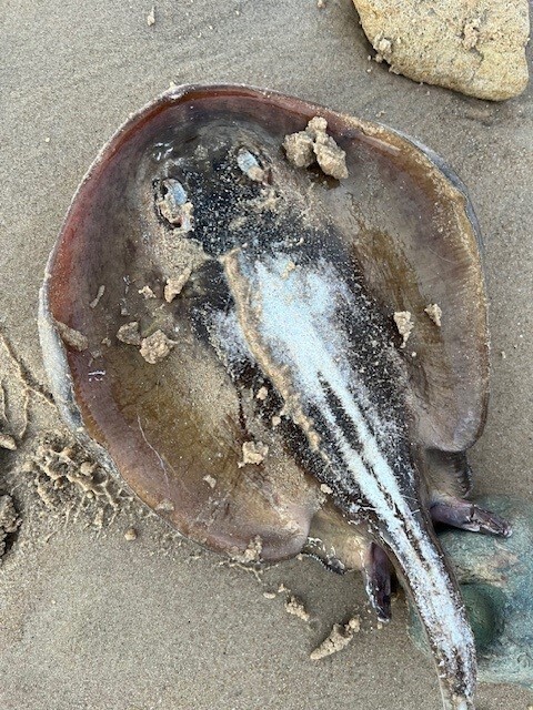 Coastal stingaree (Urolophus orarius) — Urolophidae