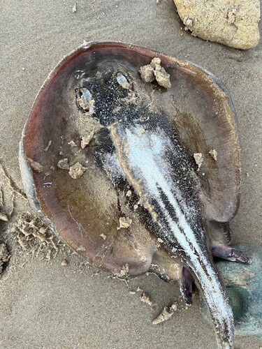 Coastal stingaree (Urolophus orarius) — Urolophidae
