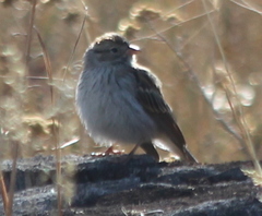 Spizella pallida