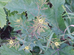 Erysimum cheiranthoides