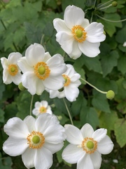 Anemoneae