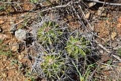 Ferocactus flavovirens