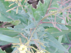 Erysimum cheiranthoides