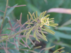 Erysimum cheiranthoides