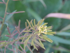 Erysimum cheiranthoides