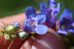 Penstemon saxosorum, photograph (c) Austin Saunders, some rights reserved (CC BY)