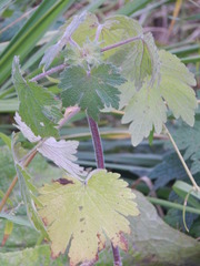 Leonurus quinquelobatus