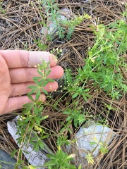 Galium mexicanum