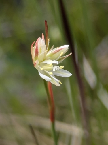 Juncus stygius iNat (3)