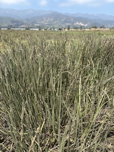 iNaturalist observation photo of Slender Arrowgrass