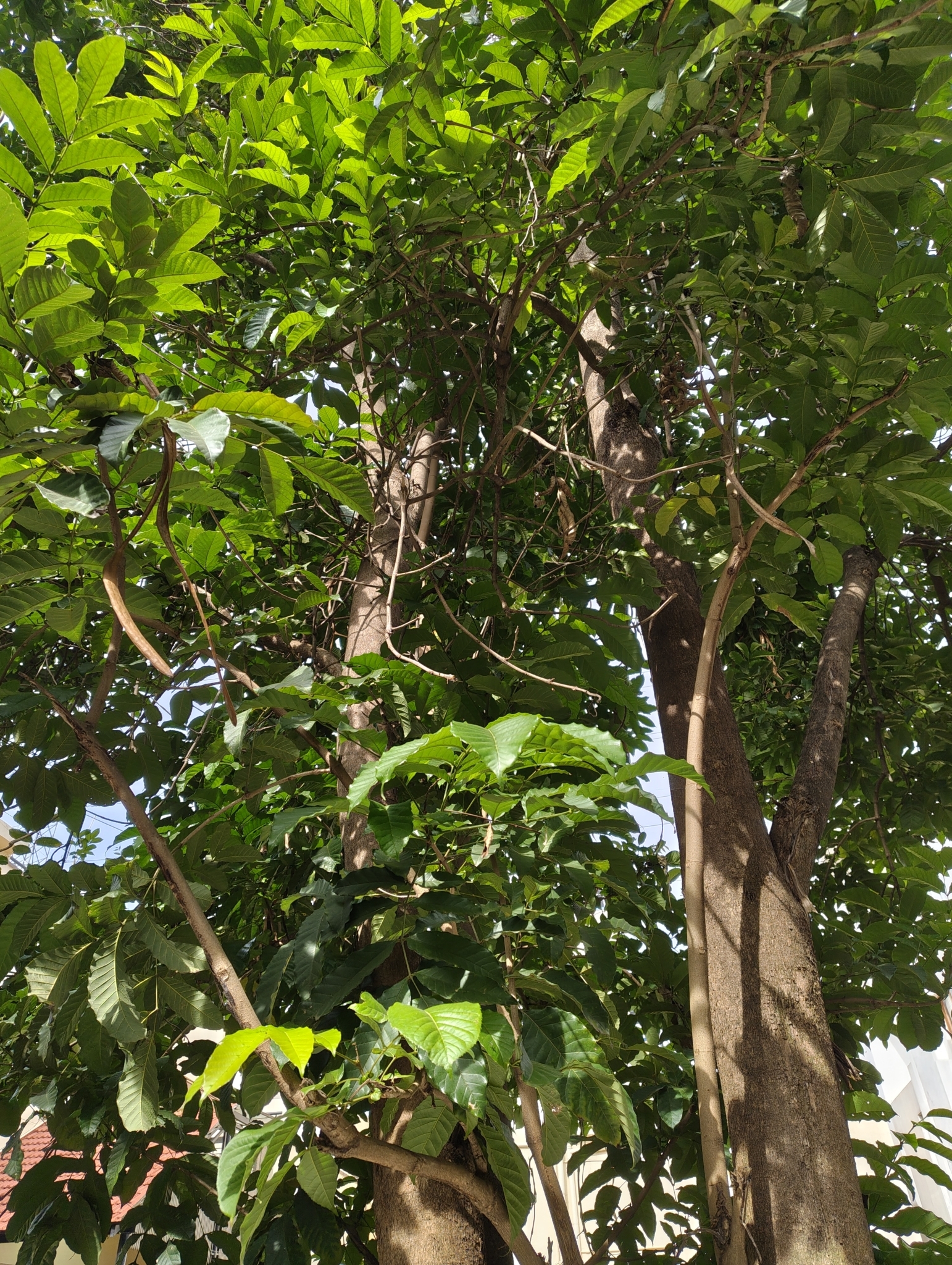Siala (Markhamia lutea)