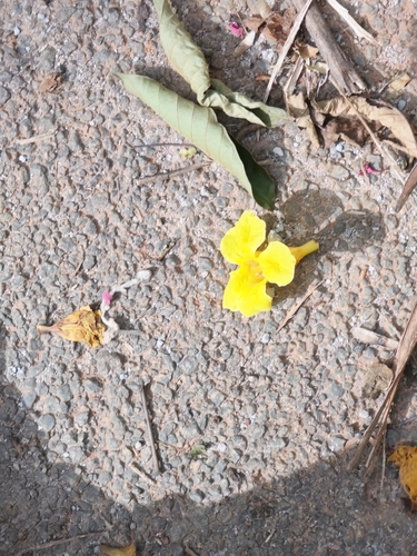 Markhamia lutea, photograph 2
