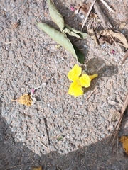 Markhamia lutea, photograph (c) Carol Pereira, some rights reserved (CC BY)