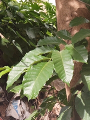 Markhamia lutea, photograph (c) Carol Pereira, some rights reserved (CC BY)