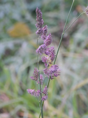 Dactylis glomerata