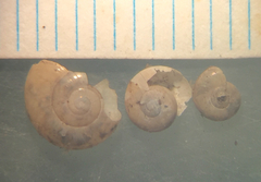 Glyphyalinia