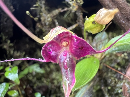 Brachionidium folsomii
