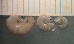 Glyphyalinia