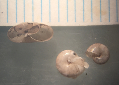 Glyphyalinia