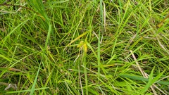 Carex comosa