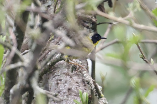 Hooded Yellowthroat (Geothlypis nelsoni), photo 5