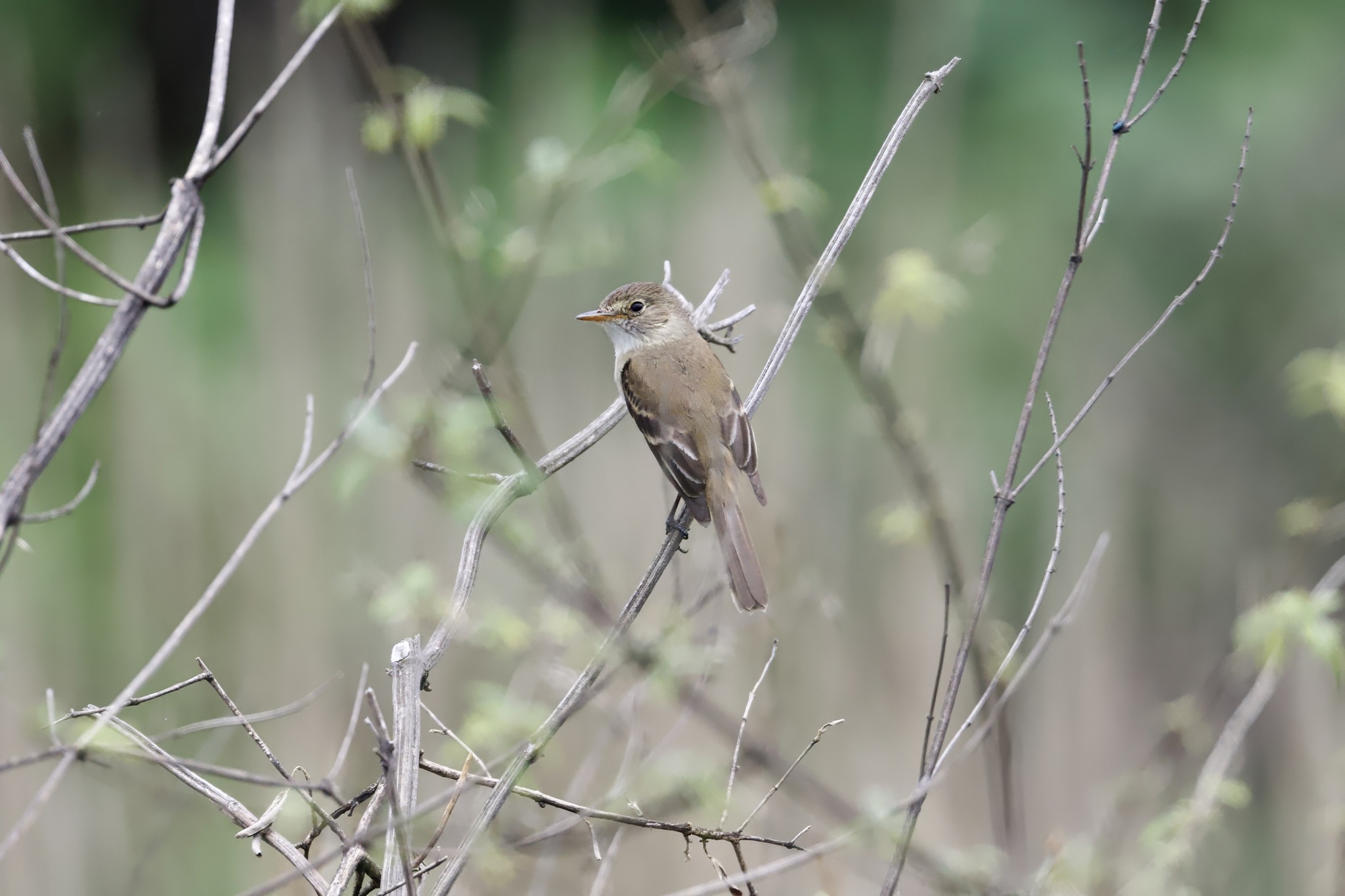 White-throated Flycatcher (Empidonax albigularis), photo 9