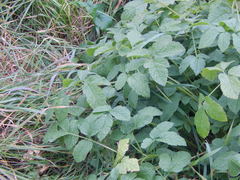 Chaerophyllum aromaticum