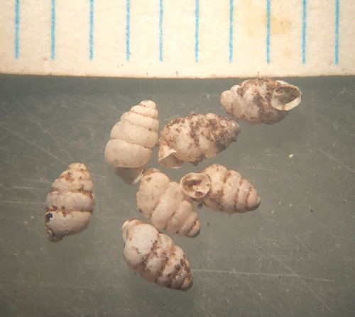 Bottleneck Snaggletooth