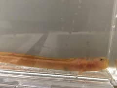 Dwarf Wrymouth photo 3