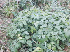 Chaerophyllum aromaticum
