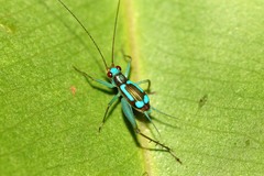 Rhicnogryllus lepidus