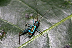 Rhicnogryllus lepidus