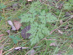 Anthriscus sylvestris