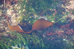 Laminaria sinclairii