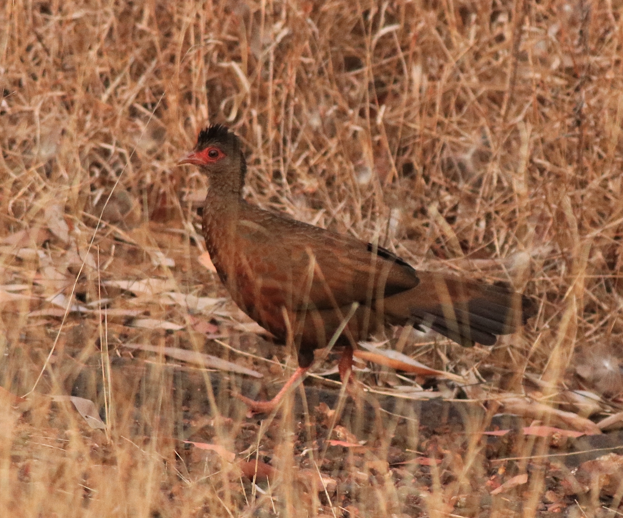 Red Spurfowl (Galloperdix spadicea), photo 5