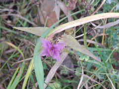 Melampyrum nemorosum