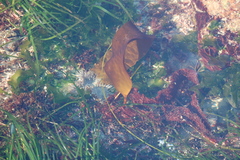 Laminaria sinclairii