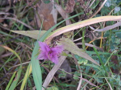 Melampyrum nemorosum