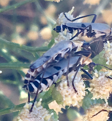 Chauliognathus misellus
