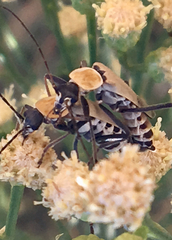 Chauliognathus misellus