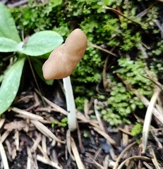 Helvella elastica