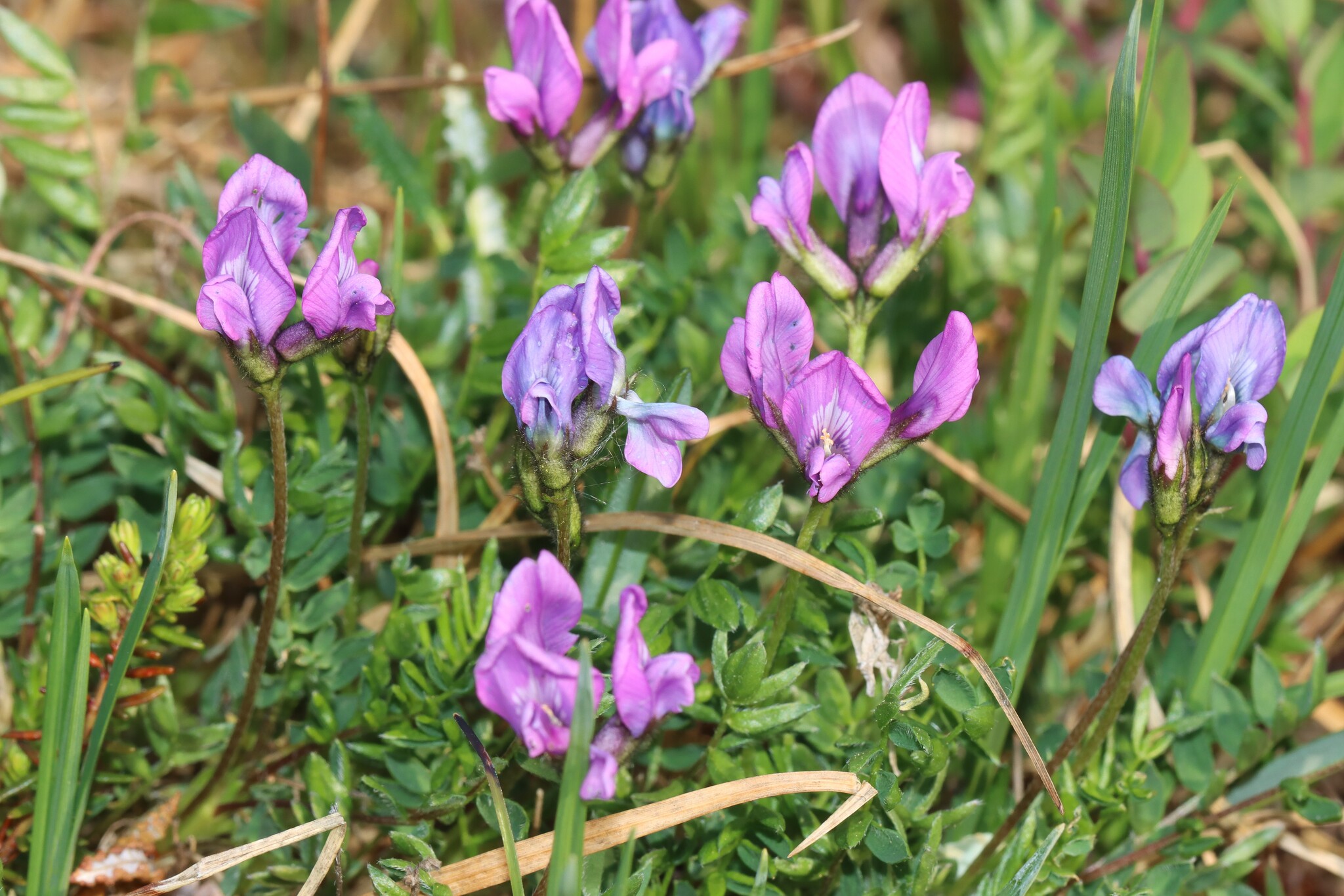 Oxytropis scammaniana