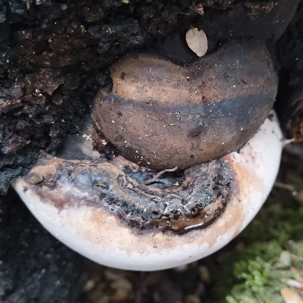 Ganoderma · June 2025 · photo: © zedt (iNaturalist, cc-by)